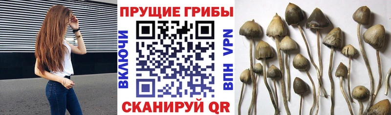 Купить где  Красный Холм  Псилоцибиновые грибы Psilocybine cubensis 